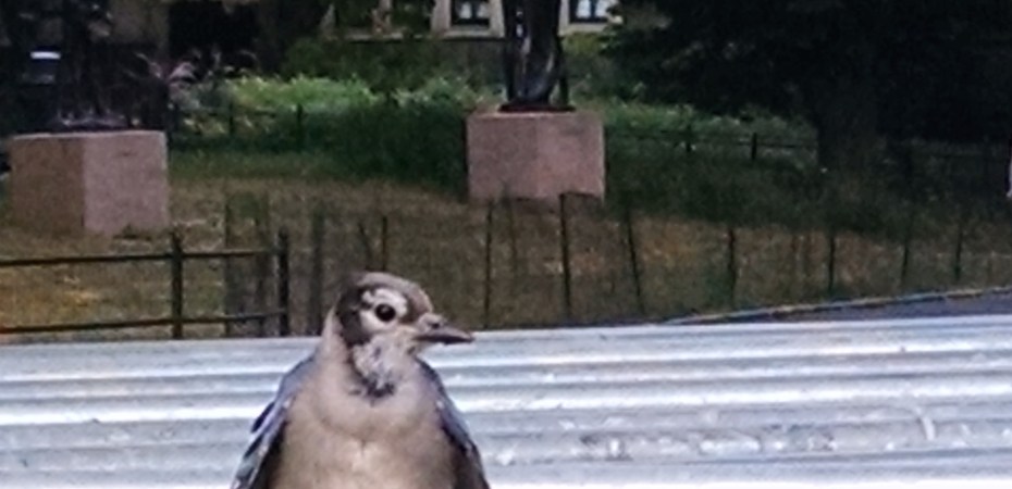 blue jay in Central Park New York