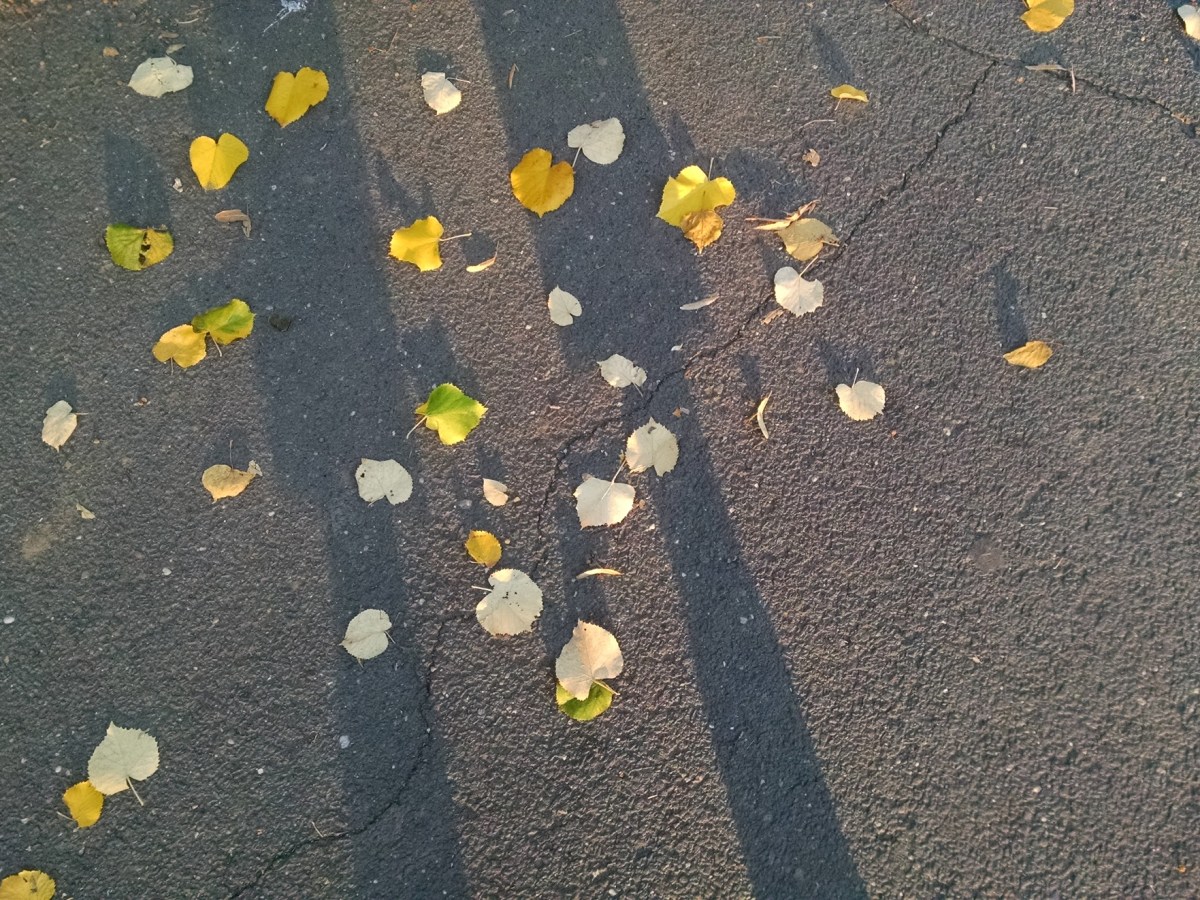 My First Fall in New York