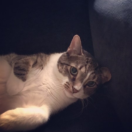 Cat makes it difficult to sleep, so I'm gaining menopause weight