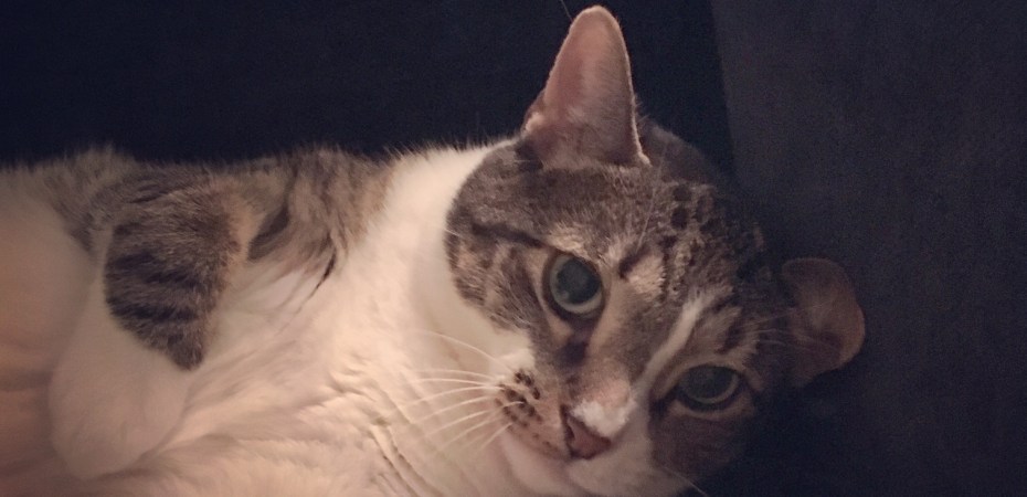 Cat makes it difficult to sleep, so I'm gaining menopause weight